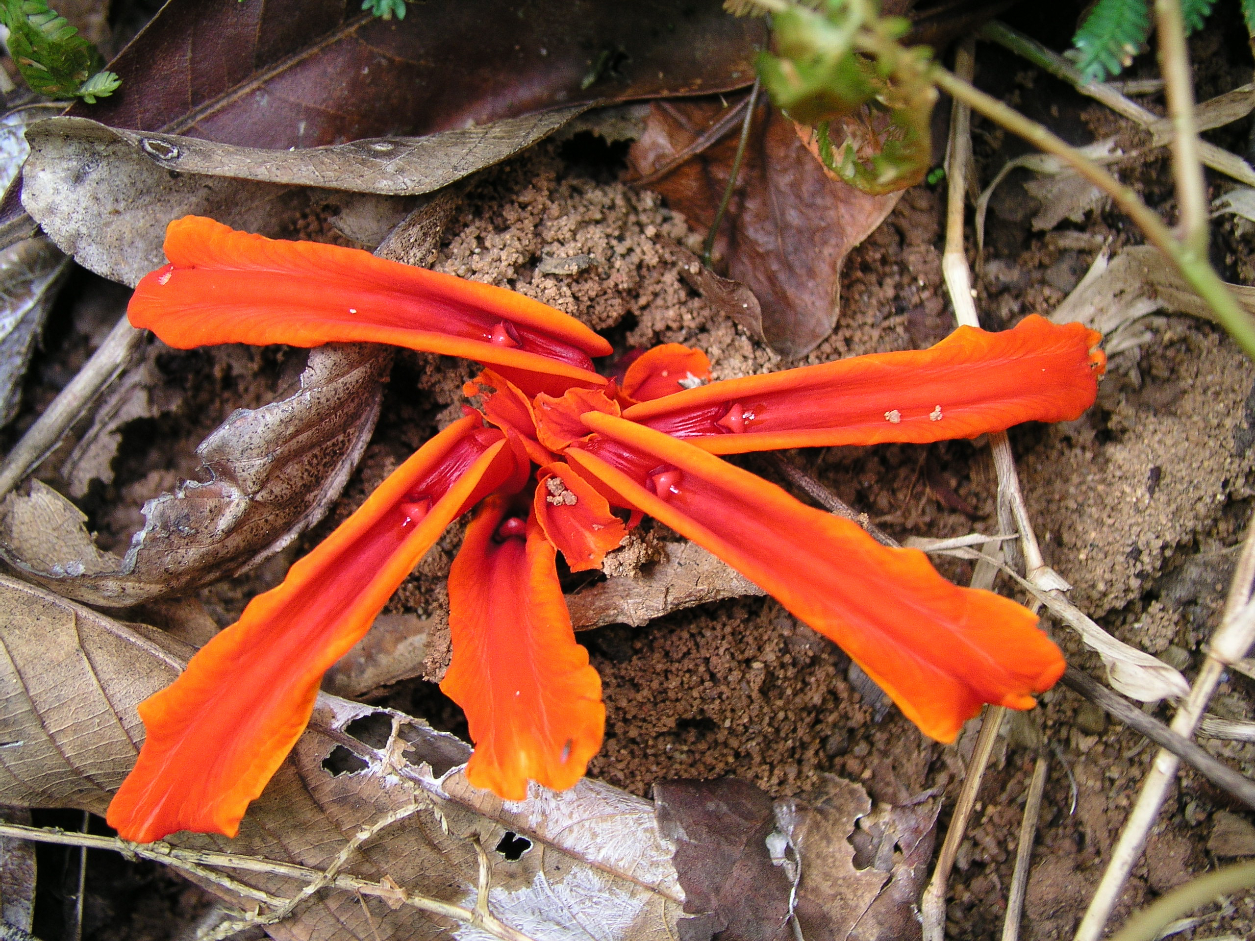 ปุดคางคก Etlingera littoralis Giesecke<br/>Zingiberaceae